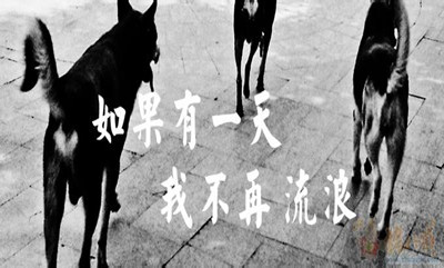 2019年國家公務(wù)員考試申論熱點(diǎn)：流浪犬管理考驗(yàn)社會(huì)管理水平