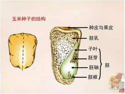 公務(wù)員考試常識積累：植物的秘密